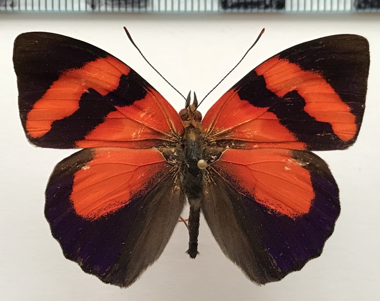 Temenis pulchra pallidior  mâle   (Oberthür, 1901) 