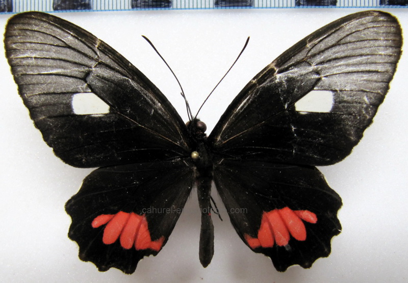  Parides vertumnus vertumnus    femelle  (Cramer, 1780)                              