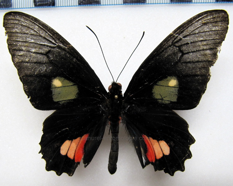 Parides vertumnus vertumnus    Male  (Cramer, 1780)                               