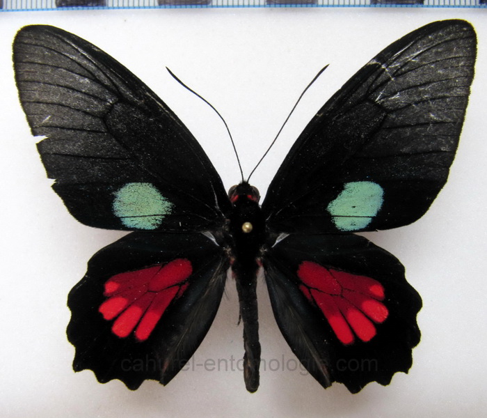   Parides aeneas didas male                             