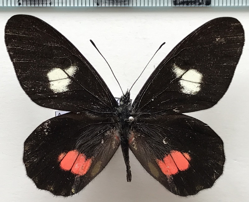 Archonias brassolis rosacea mâle (A. Butler, 1873)