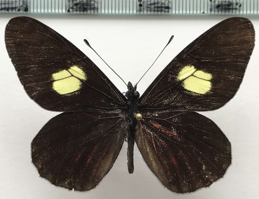  Archonias brassolis  negrina  mâle  (C. Felder & R. Felder, 1862)