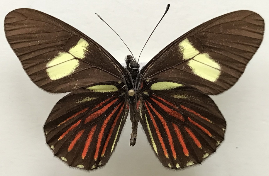 Archonias brassolis negrina mâle (C. Felder & R. Felder, 1862) 