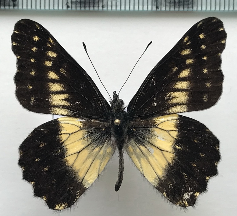  Catasticta colla  mâle  Doubleday, 1847