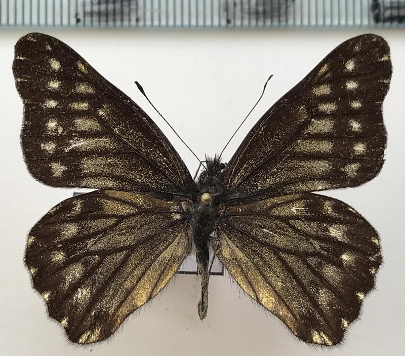  Catasticta leucophae  mâle Lathy & Rosenberg, 1912 