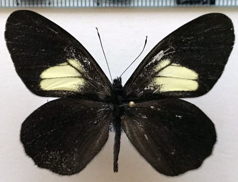  Catasticta pharnakia pharnakia mâle Fruhstorfer, 1907