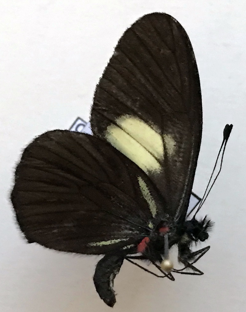   Catasticta pharnakia pharnakia mâle Fruhstorfer, 1907