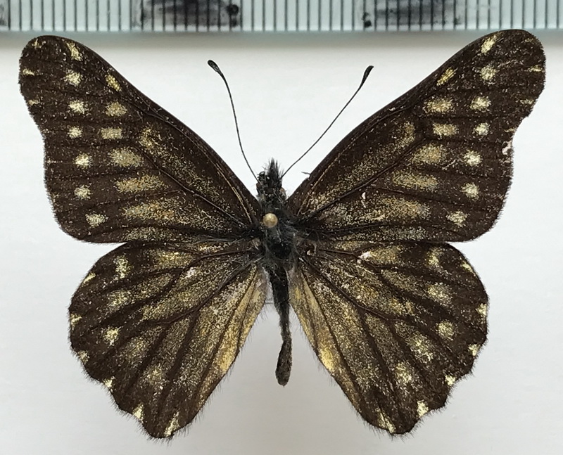  Catasticta philone mâle  (C. Felder & R. Felder, 1865)
