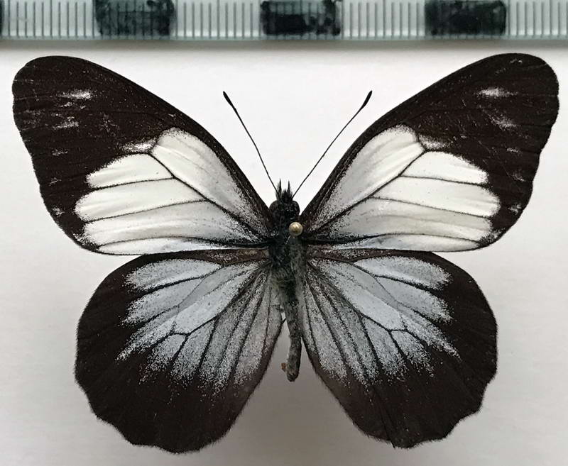  Catasticta teutamis epimene  mâle (Hewitson, 1870)