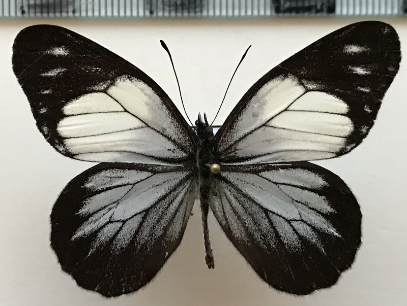Catasticta teutamis mâle (Hewitson, 1860) 