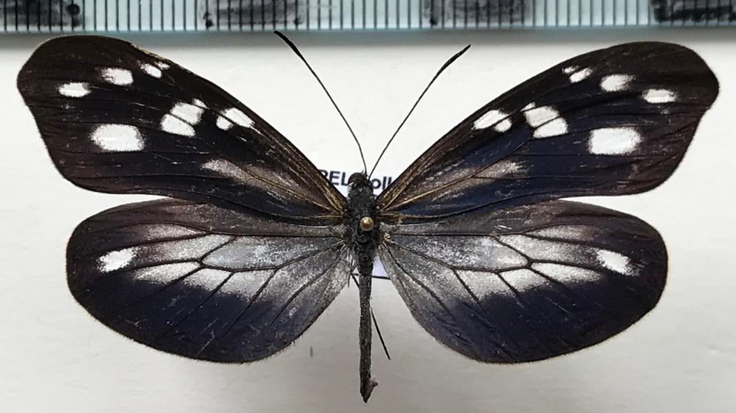  Dismorphia teresa femelle (Hewitson, 1869) 