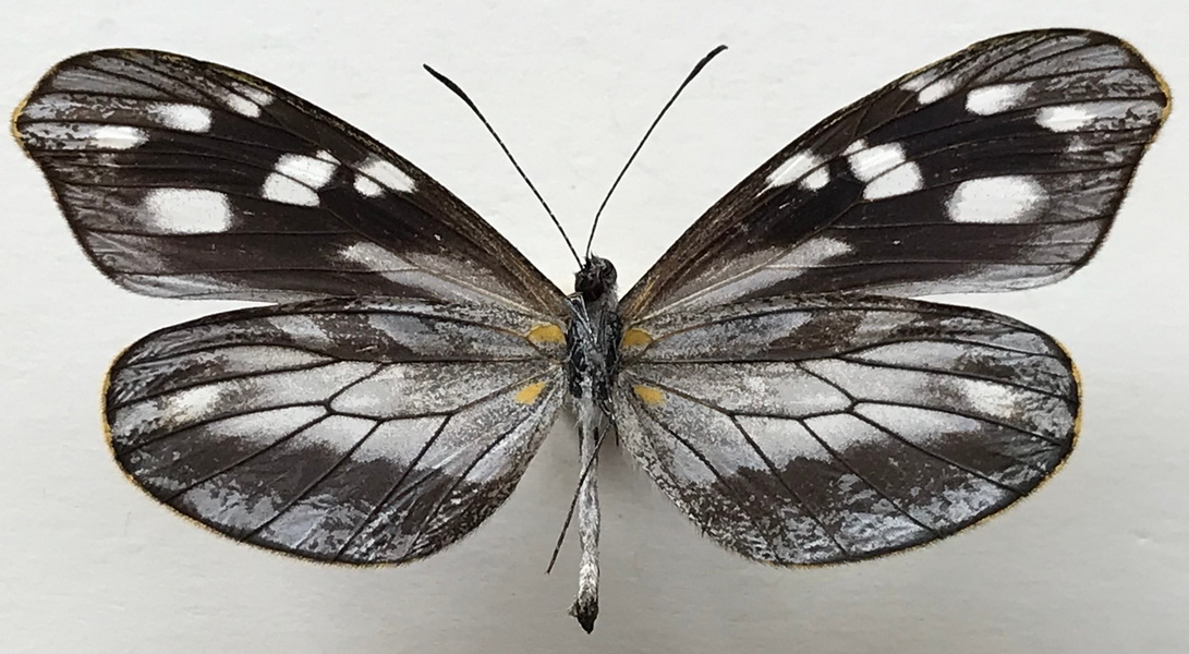   Dismorphia teresa femelle (Hewitson, 1869)