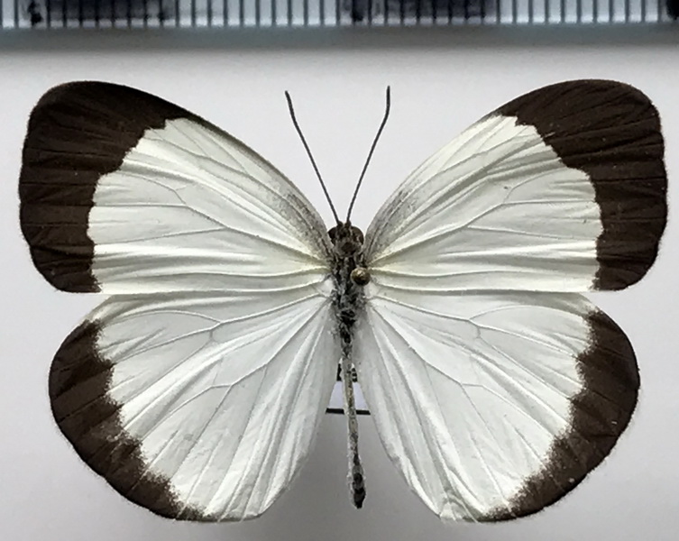 Eurema albula albula  mâle (Cramer, 1775) 