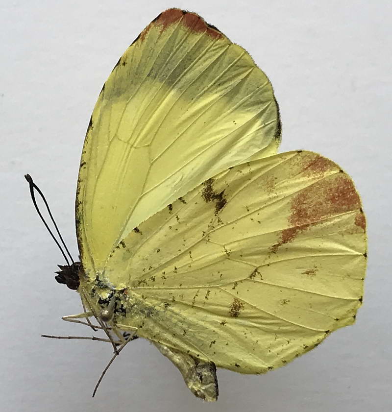  Eurema xanthochlora  ectriva  mâle   (Butler, 1873)