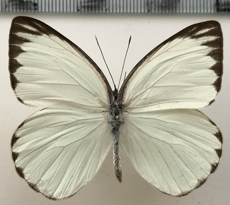  Ganyra phaloe sincera mâle  (Weymer, 1890)