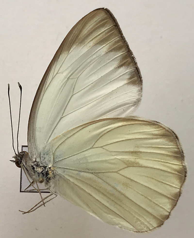   Ganyra phaloe sincera mâle  (Weymer, 1890)