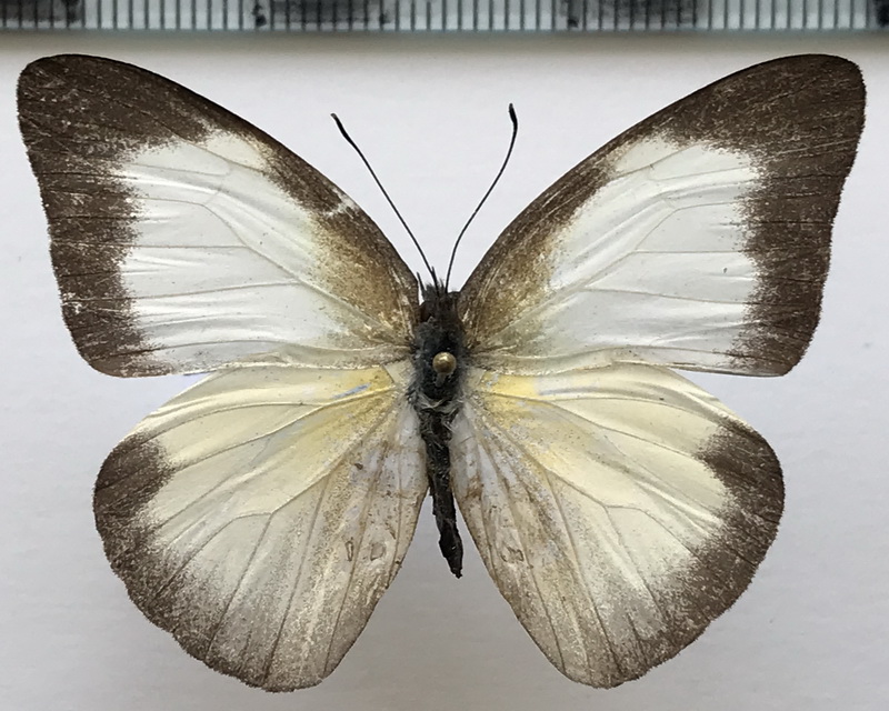  Glutophrissa drusilla  femelle   Cramer, 1777