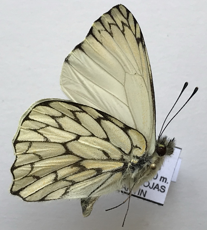   Hesperocharis erota mâle   (Lucas, 1852)