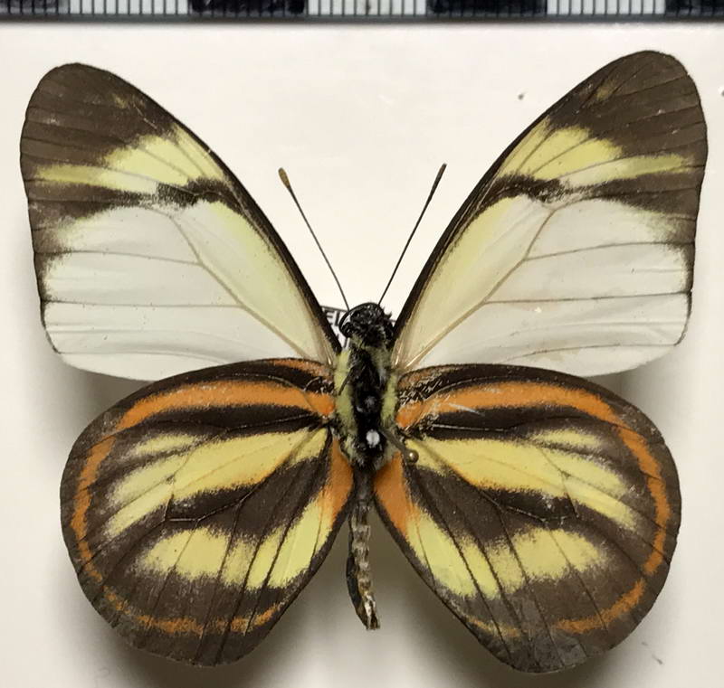 Hesperocharis hirlanda apicalis mâle  Fruhstorfer, 1907 