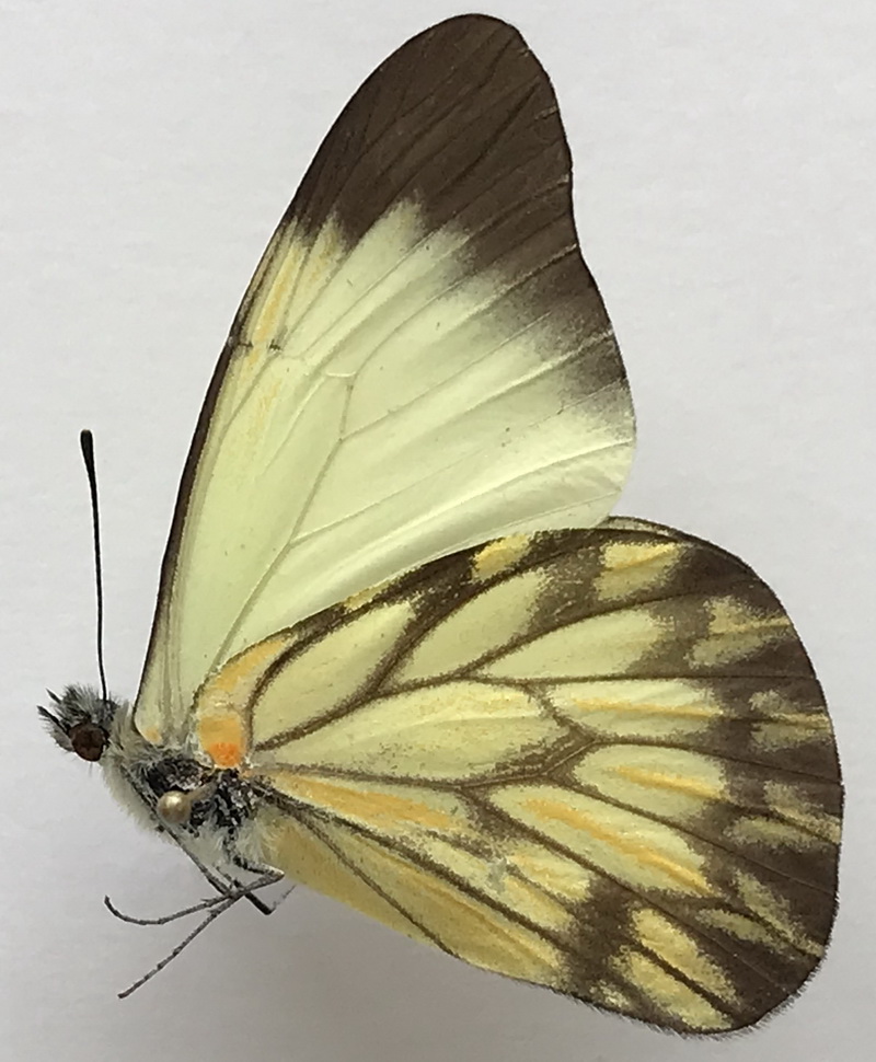  Hesperocharis nera mâle   (Hewitson, 1852)