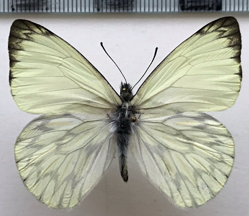  Hesperocharis nereina  mâle  Hopffer, 1874