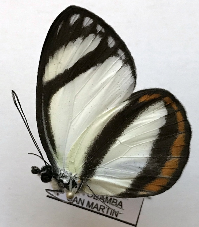  Itaballia pandosia pisonis mâle (Hewitson, 1861)