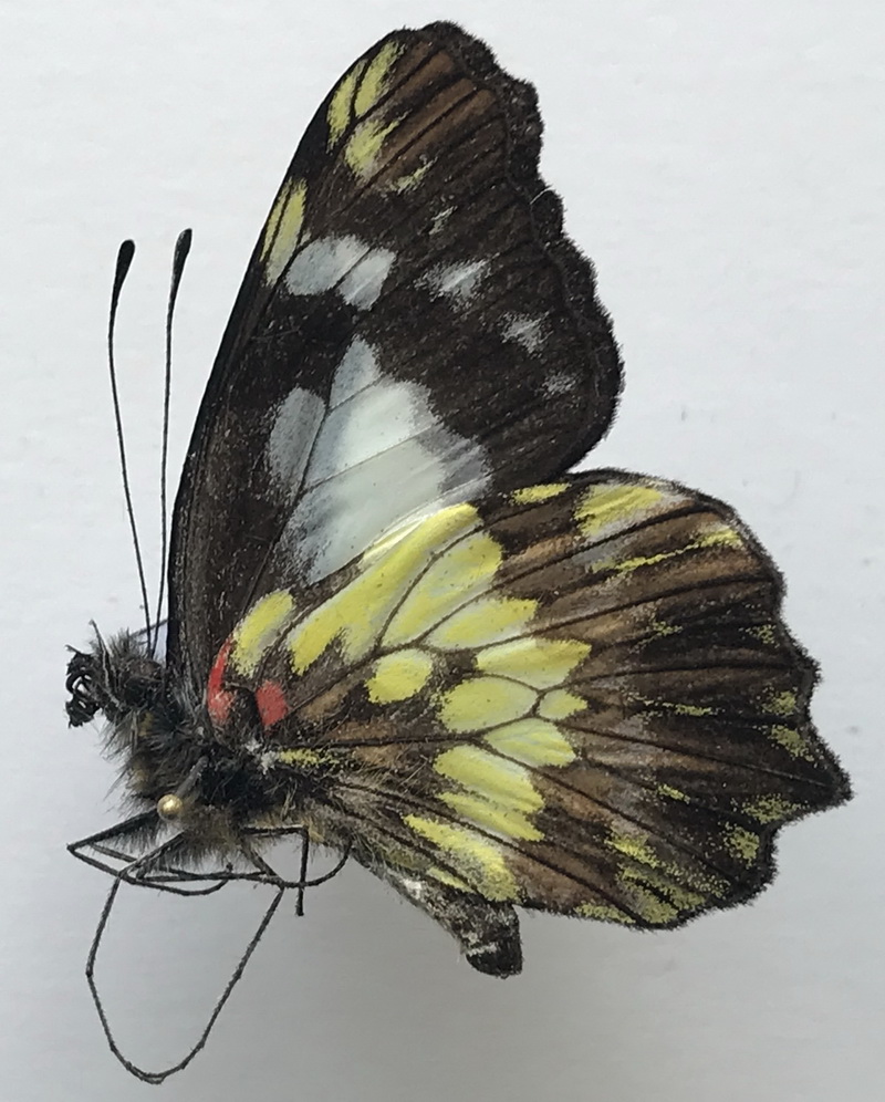   Leodonta zenobia mâle   (C. Felder & R. Felder, 1865) 