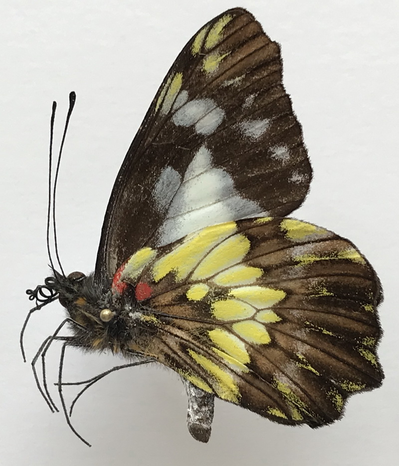  Leodonta zenobia mâle   (C. Felder & R. Felder, 1865) 