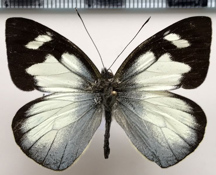 Leptophobia penthica mâle (Kollar, 1850)