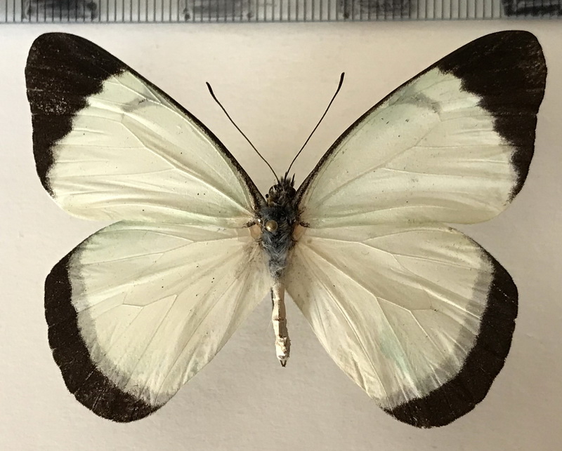 Melete lycimnia napona mâle (Röber, 1909)