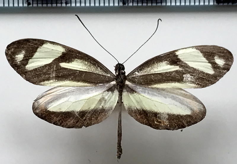 Monoscheura pinthous pinthous  mâle (Linnaeus, 1758)