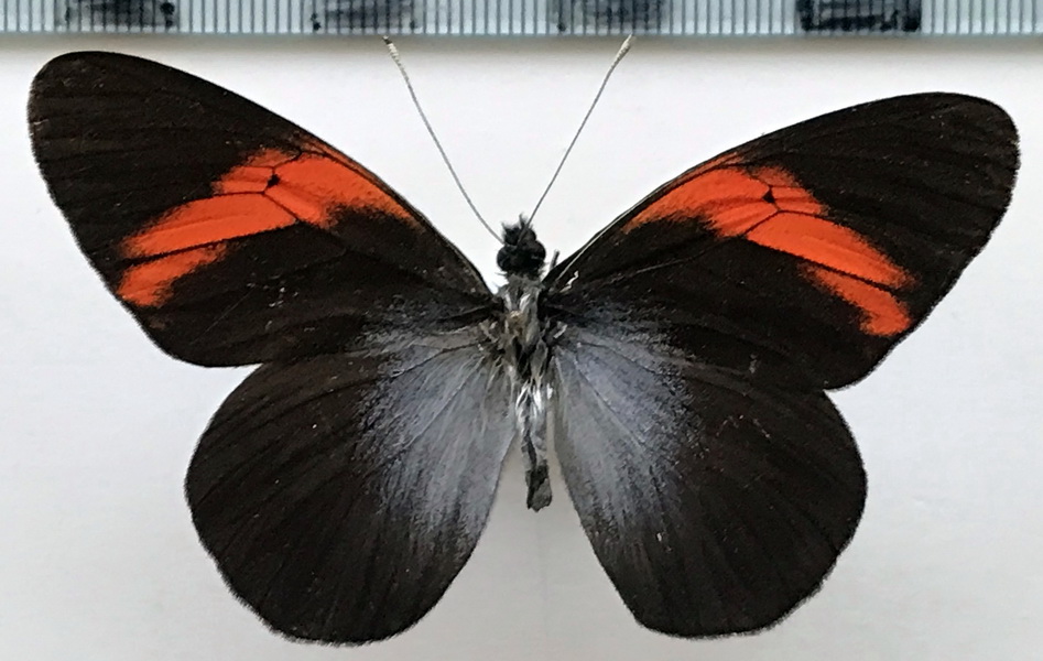  Pereute callinira callinira mâle Staudinger, 1884 