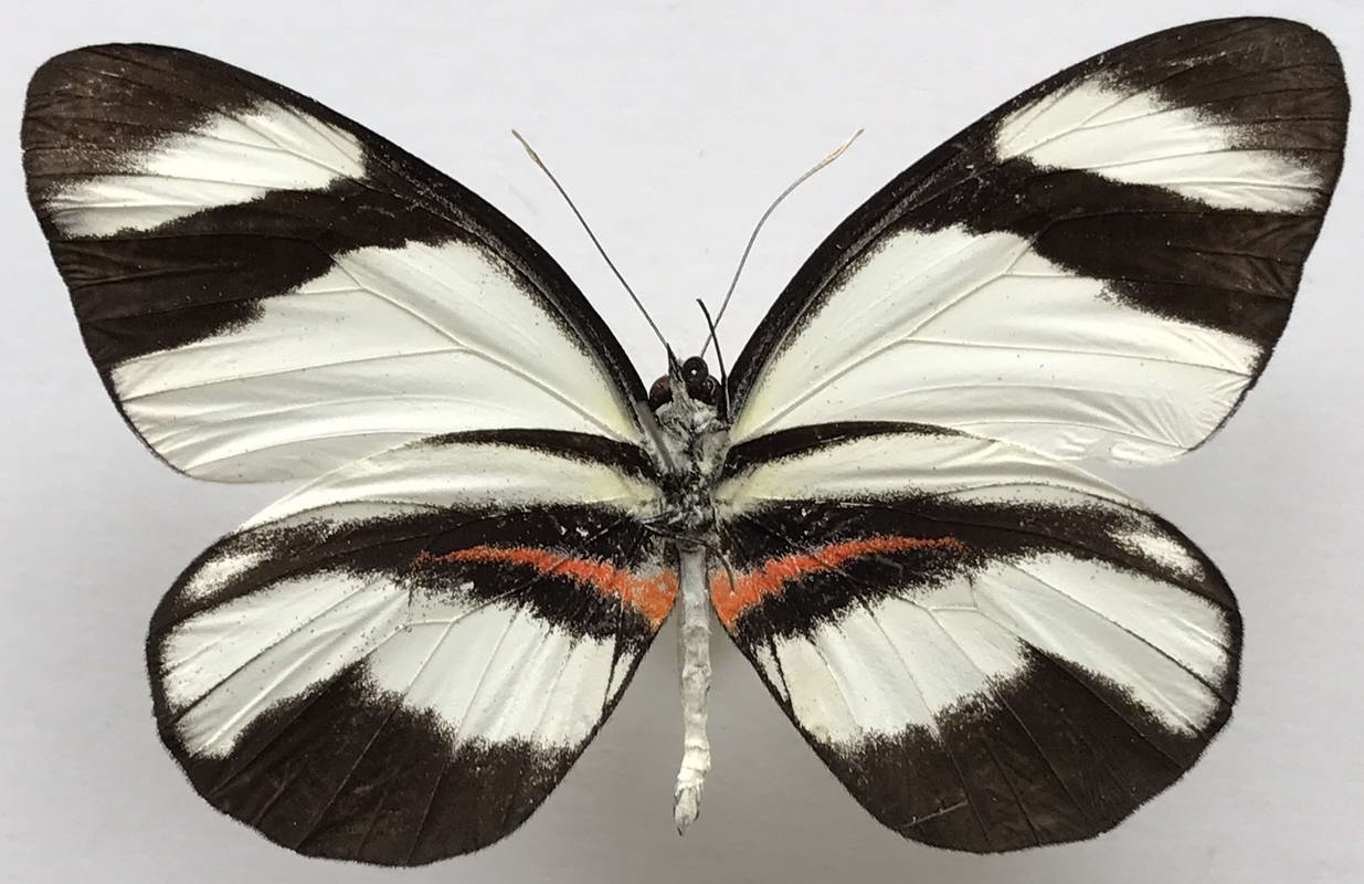   Perrhybris lorena mâle (Hewitson, 1852)