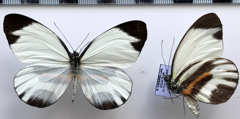 Perrhybris pamela glessaria mâle Fruhstorfer, 1907 