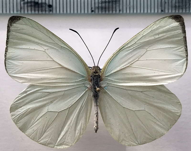  Pseudopieris nehemia mâle  (Boisduval, 1836) 
