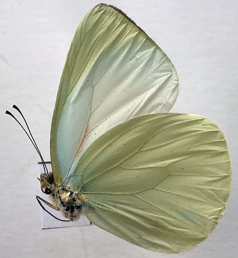  Pseudopieris nehemia mâle  (Boisduval, 1836) 
