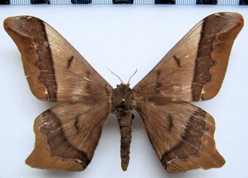  Arsenura albopicta  male  Jordan, 1922 