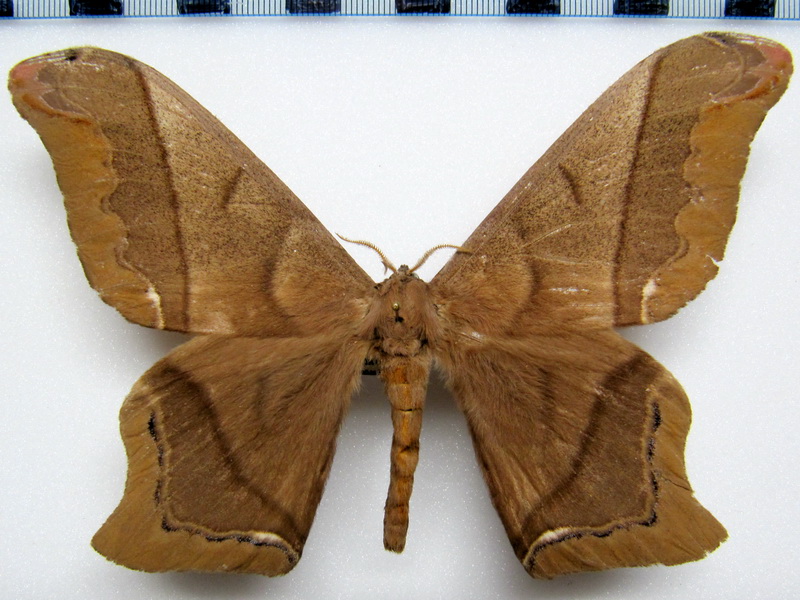  Arsenura albopicta  mâle  Jordan, 1922 