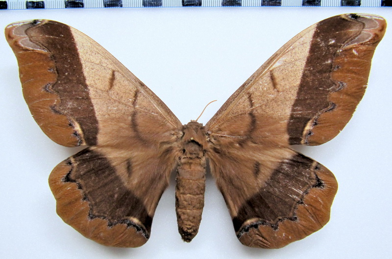  Arsenura albopicta  femelle   Jordan, 1922 