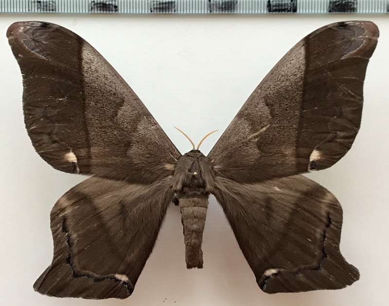  Arsenura albopicta  mâle  Jordan, 1922 