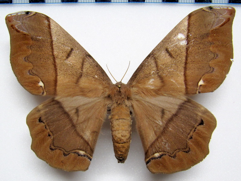  Arsenura armida armida  femelle  (Cramer, 1779)   