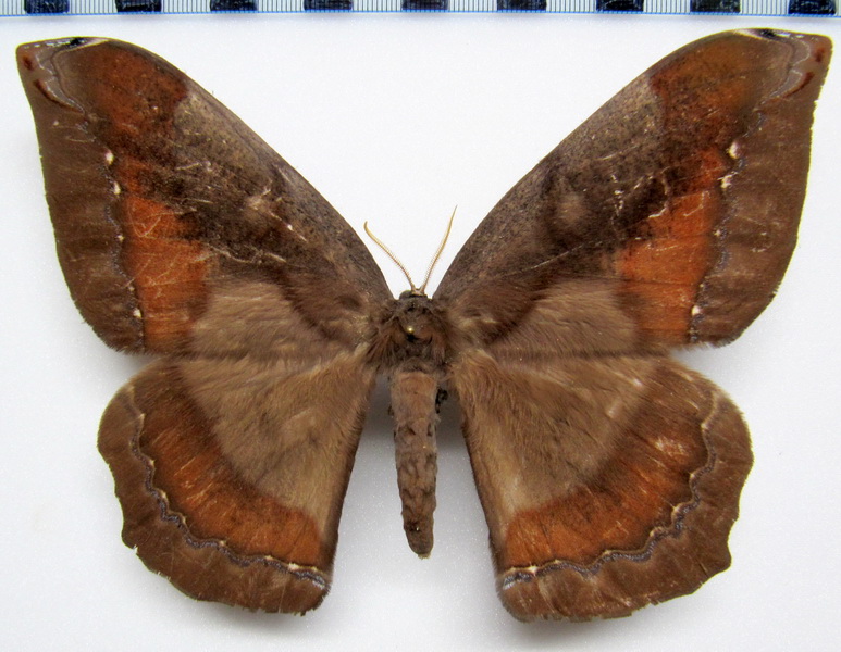 Arsenura batesii arcaei  femelle   Cramer, 1779 