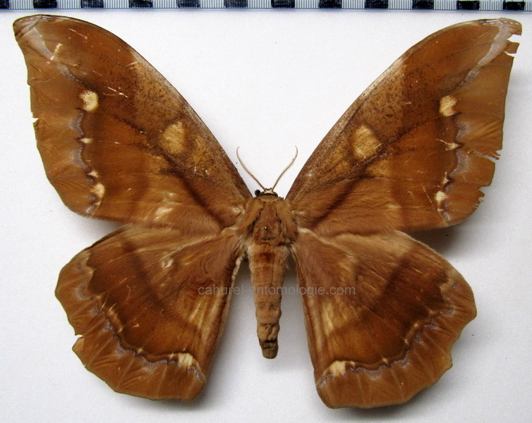   Arsenura ponderosa guianensis Rothschild, 1907 femelle                              