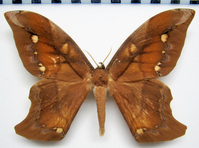  Arsenura ponderosa guianensis Rothschild, 1907 male