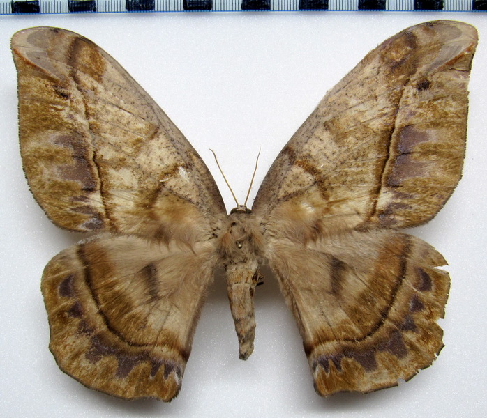 Arsenura thomsoni  femelle  (Schaus, 1906) 