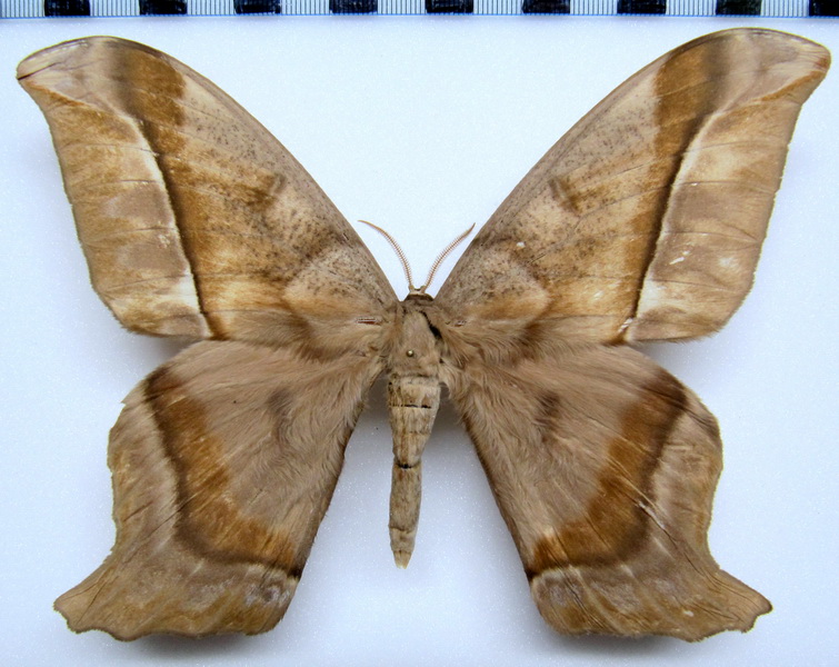  Arsenura thomsoni  male  (Schaus, 1906)