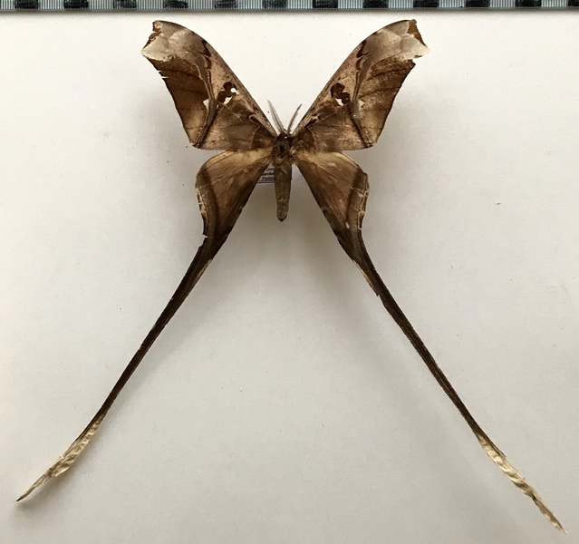 Copiopteryx sepiramis andensis mâle  Lemaire, 1974