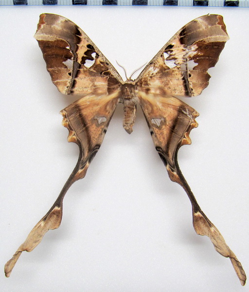  Copiopteryx semiramis semiramis   femelle   Cramer, 1775