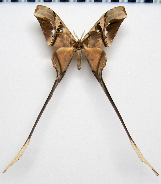  Copiopteryx semiramis semiramis   mâle    Cramer, 1775