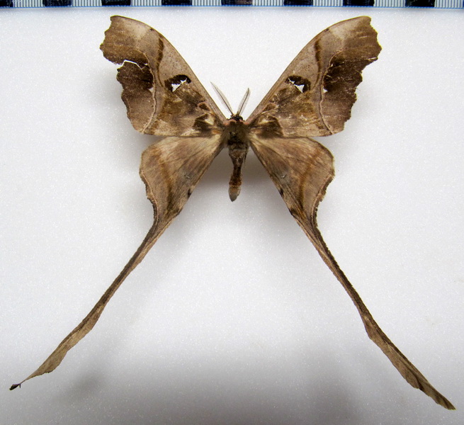  Copiopteryx sontonexi  mâle 